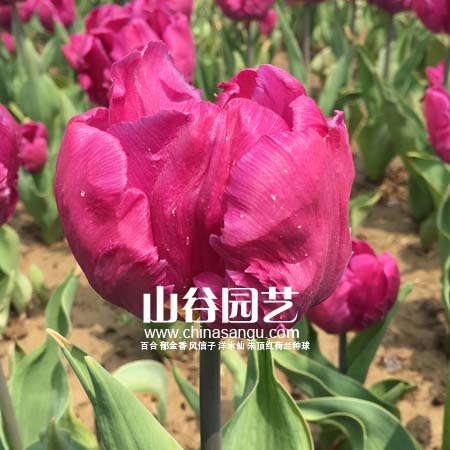 创世大发-郁金香