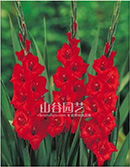 创世大发-唐菖蒲