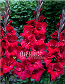 创世大发-唐菖蒲