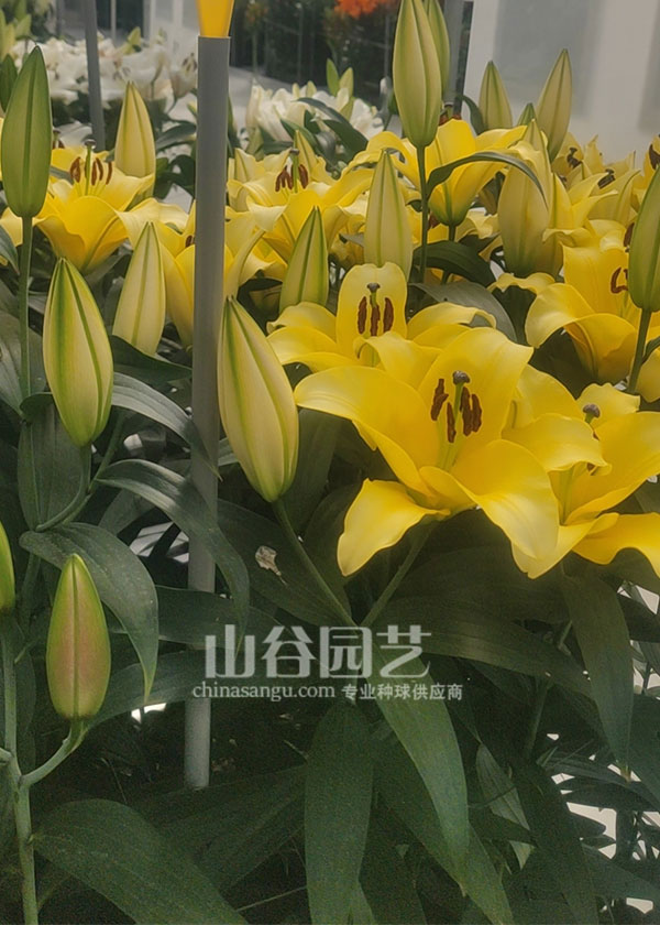 创世大发-百合