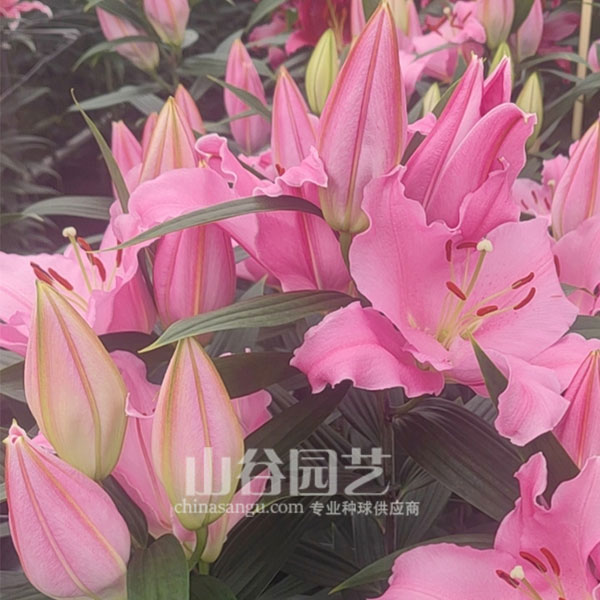 创世大发-百合