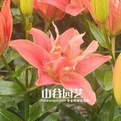 创世大发-百合