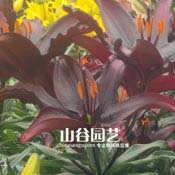 创世大发-百合
