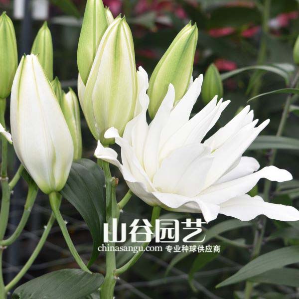 创世大发-百合