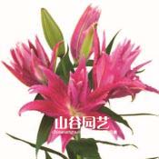 创世大发-百合