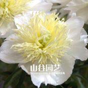创世大发-芍药