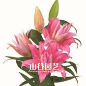 创世大发-百合