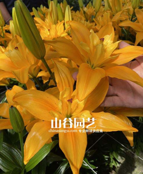 创世大发-百合