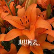 创世大发-百合