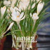 创世大发-番红花 Crocus