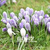 创世大发-番红花 Crocus