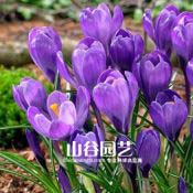 创世大发-番红花 Crocus