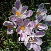 创世大发-番红花 Crocus