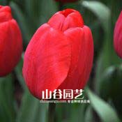 创世大发-郁金香