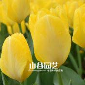 创世大发-郁金香