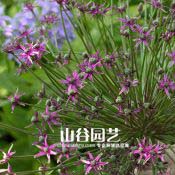 创世大发-花葱