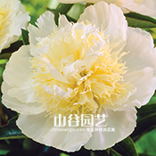 创世大发-芍药