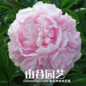 创世大发-芍药