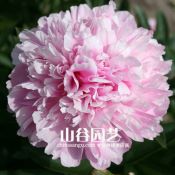 创世大发-芍药