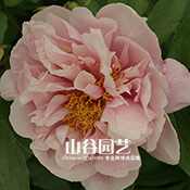 创世大发-芍药