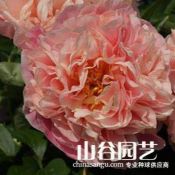 创世大发-芍药