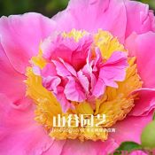 创世大发-芍药
