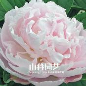 创世大发-芍药