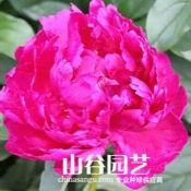 创世大发-芍药