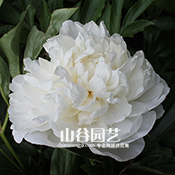 创世大发-芍药