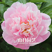创世大发-芍药