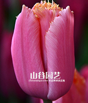 创世大发-郁金香
