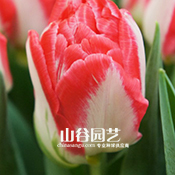创世大发-郁金香