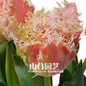 创世大发-郁金香