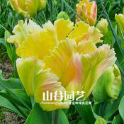 创世大发-郁金香