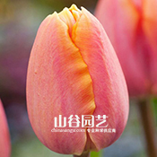 创世大发-郁金香