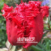 创世大发-郁金香