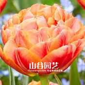 创世大发-郁金香