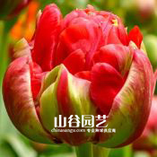 创世大发-郁金香