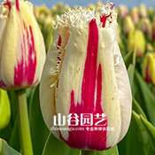 创世大发-郁金香