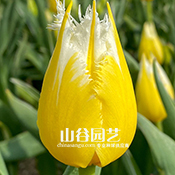 创世大发-郁金香