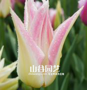 创世大发-郁金香