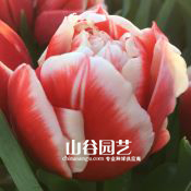创世大发-郁金香