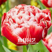 创世大发-郁金香