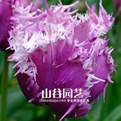 创世大发-郁金香