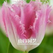 创世大发-郁金香
