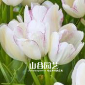 创世大发-郁金香