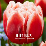 创世大发-郁金香