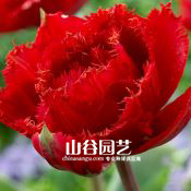 创世大发-郁金香