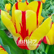 创世大发-郁金香