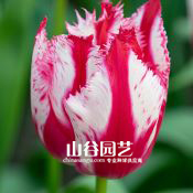 创世大发-郁金香